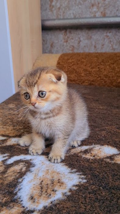 Золотые котята мальчики и девочки