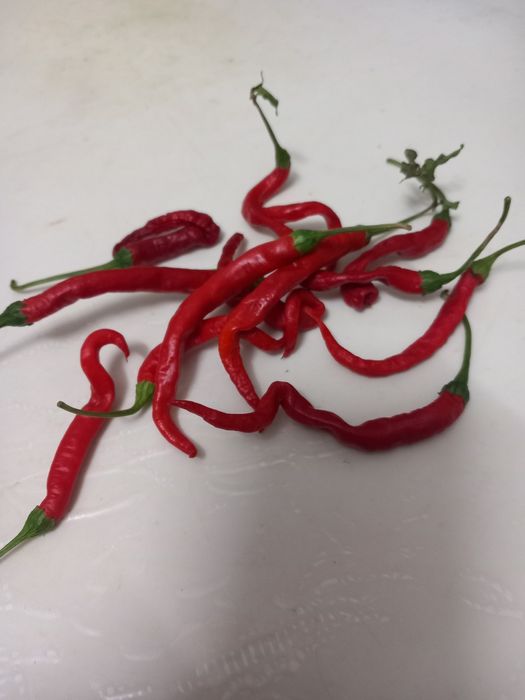 Malaguetas africanas