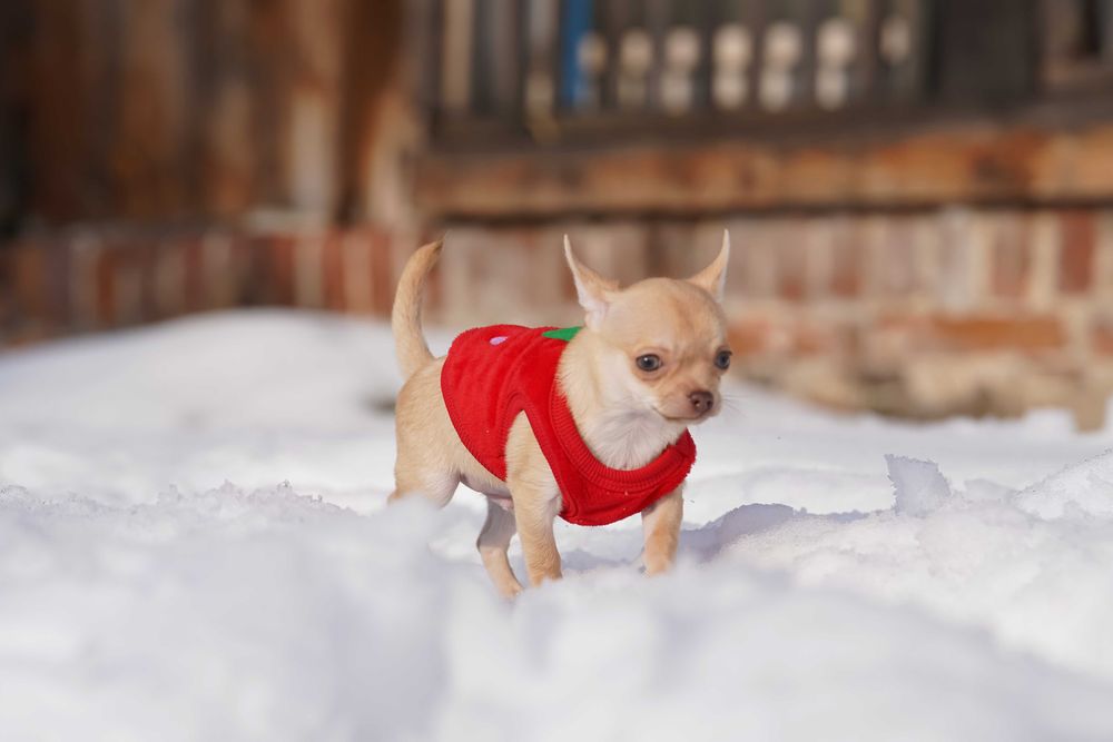 PIESEK, rodowód FCI, okolice W-wy