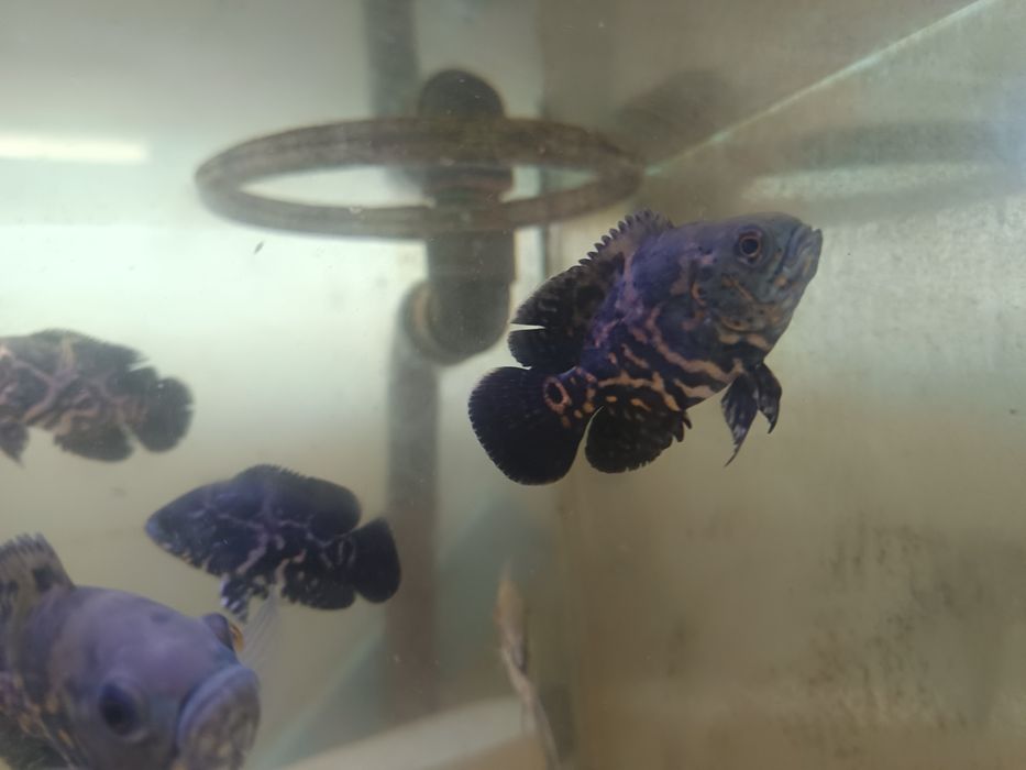 Oscares red e oscar red tiger