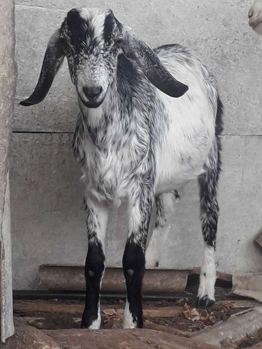 ПРОДАЖ ЦАПІВ  Англо - Нубійської породи