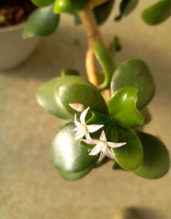 Суккулент кактус опунція та  Крассула Овата (Crassula Ovata),