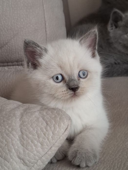 Gatinho Scottish Straight Seal point