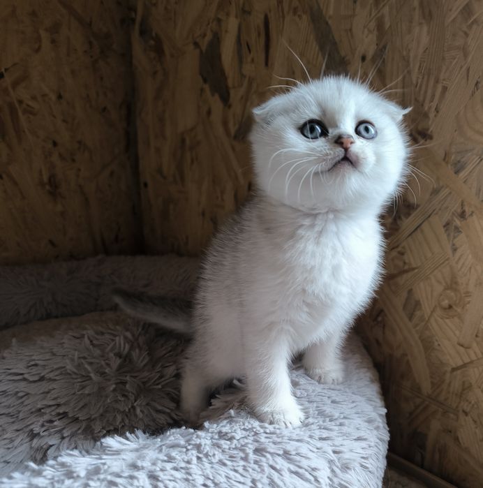Шотландські висловухі кошенята