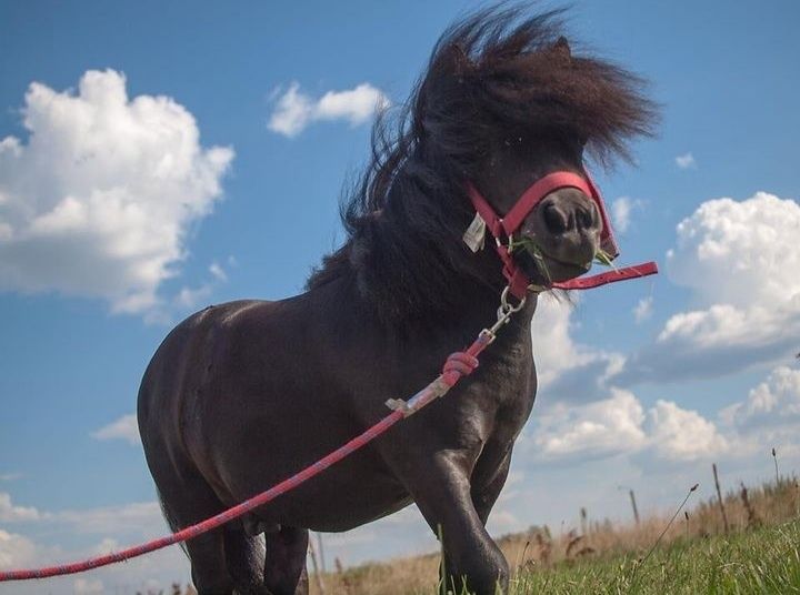 Tornado kary ogier Falabella