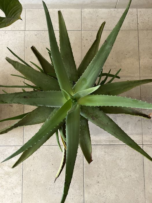 Cacto aloe vera com varios anos
