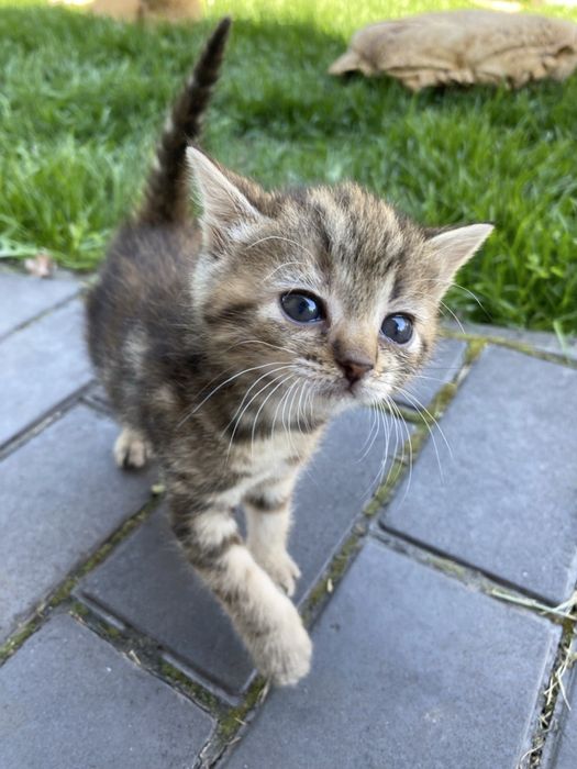 Котята