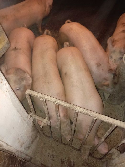 Продам свиней живою вагою..