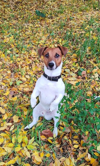 Джек Рассел терьер вязка