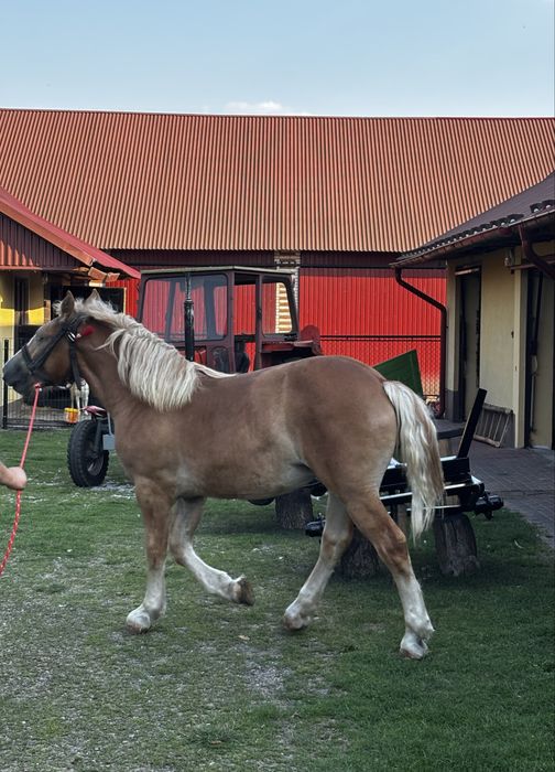Koń zimnokrwisty