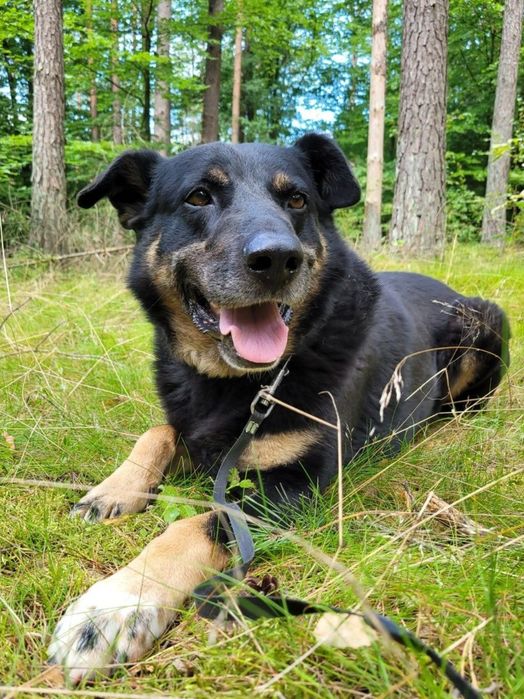 Dostojny pies szuka domu  / do adopcji