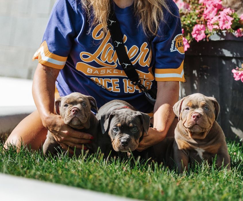 Американский булли ABKC