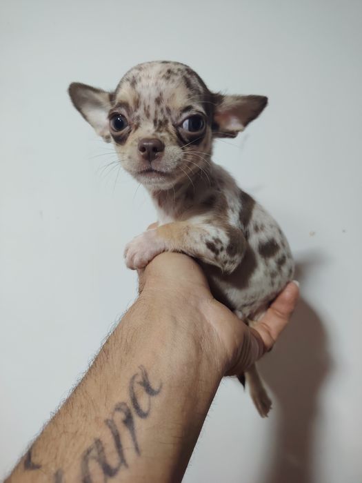 Chihuahua macho  choco Merle