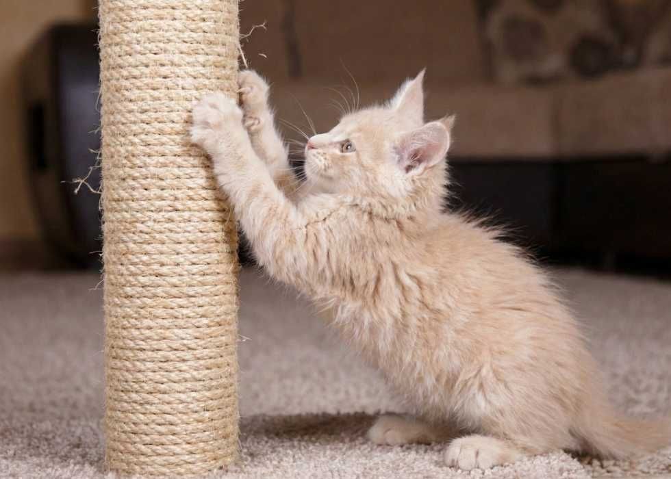 Ексклюзивні кошенята породи Мейн-кун. Купити!