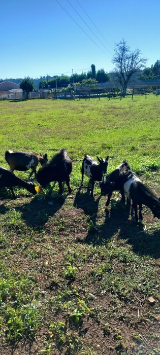 Vendo cabras anãs