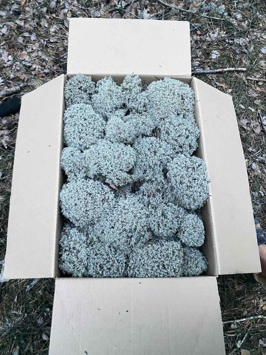 Лісовий Мох Ягель