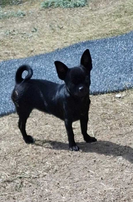 Chihuahua suczka, piesek odchowane 7 miesięczne piękne