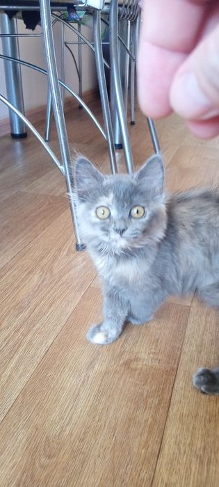 Кошечка британка