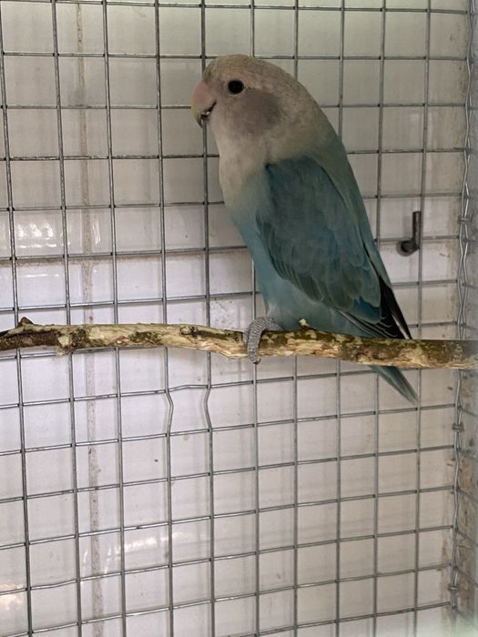 Várias aves disponíveis