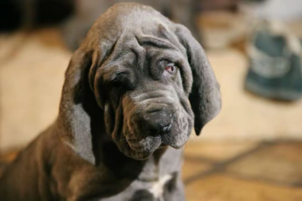 Piękny Szczeniaczek Dog Niemiecki Błękitny Rodowód FCI