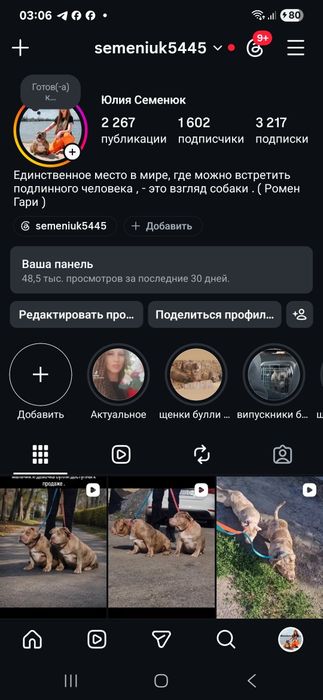Кобель и сука окрасс лиловый мерль АВКС.