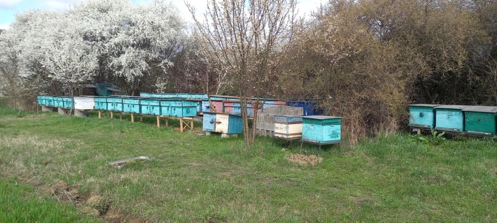 Бджола пакет Карпатка