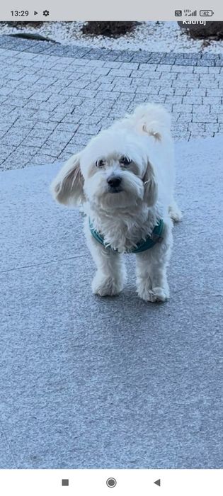 Zaginął pies maltańczyk