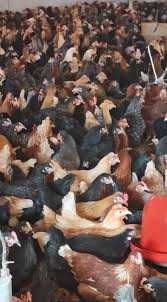 KURY NIOSKI ! Rosa Dominant Tetra Sendi ! Zapraszam Transport !!