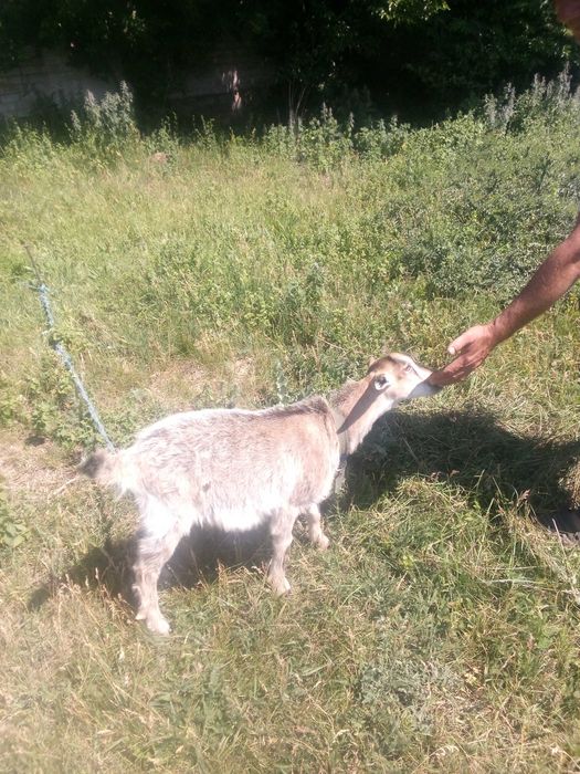 Продам козочек,недорого