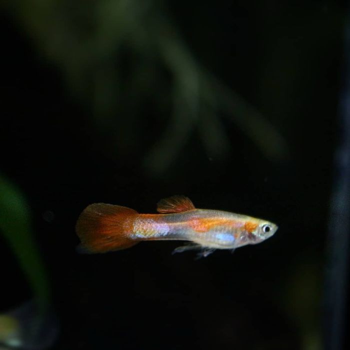 guppies femeas e bebes para dar
