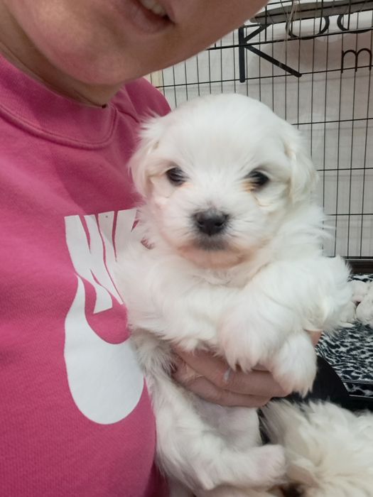 Maltańczyk szczenie