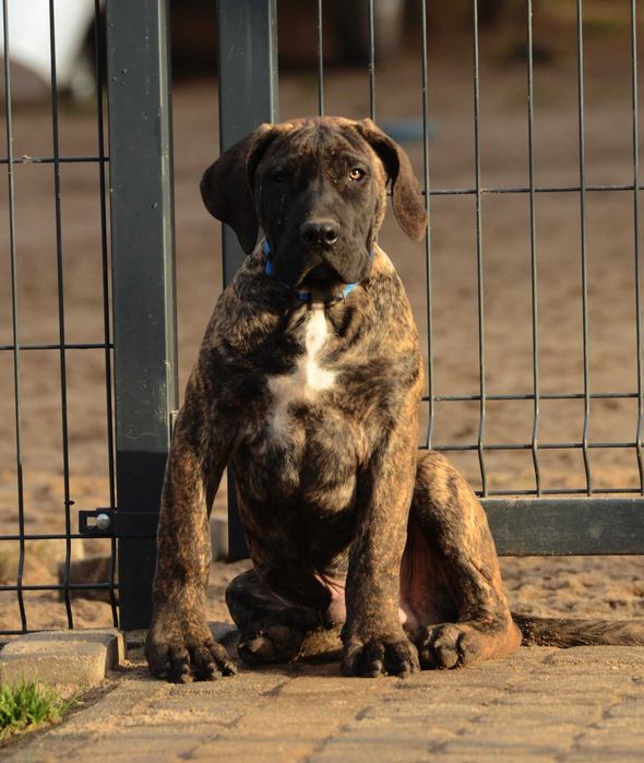 Presa/dogo canario/dog kanaryjski ZkwP FCI