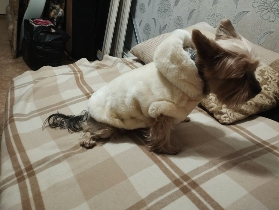 Продам одежду для мелких пород собак