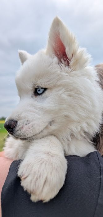 Siberian Husky – biała suczka BEZA,  niebieskie oczy,szczeniak piesek hodowla Syberis