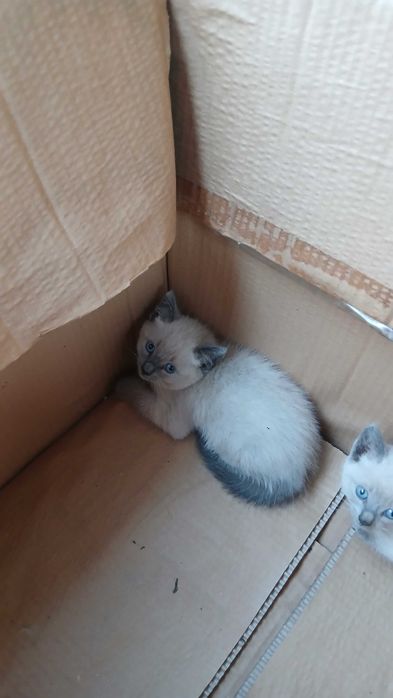 Gatinhos para adoção