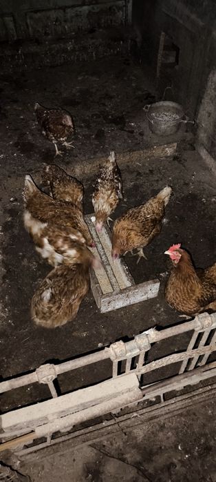 Куры несушки домашние