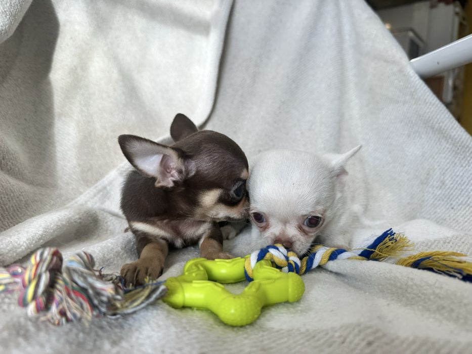 Chihuahua macho miniatura