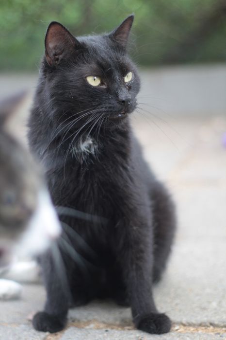 Czy ten piękniś ma jeszcze szansę na prawdziwy dom?