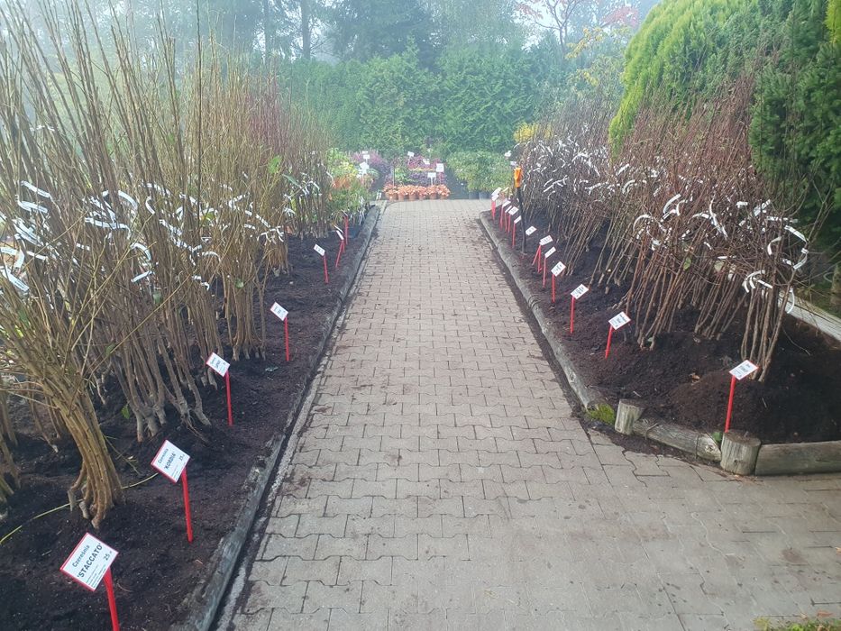 Drzewka owocowe szkółka