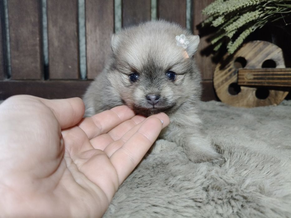 Spitz alemão anão menina