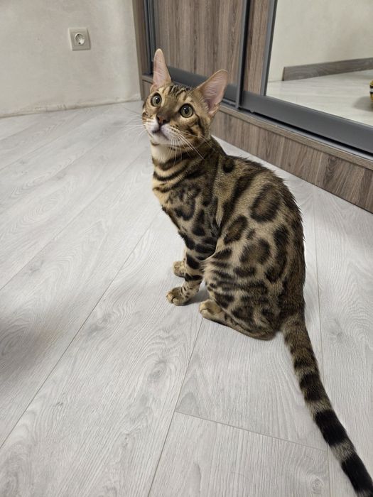 Бенгальське кошеня хлопчик котик