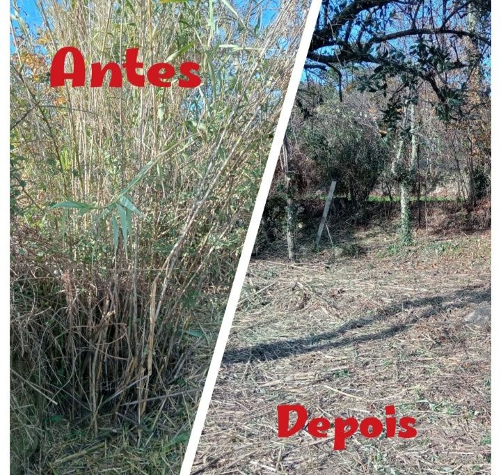Limpeza Florestal