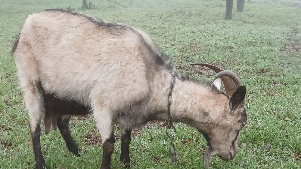 Коза  велика рогата