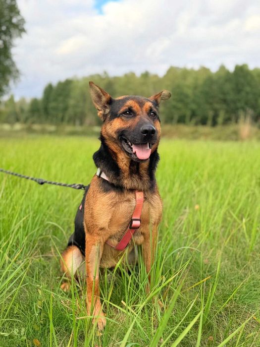 Grzesio czeka na swój dom