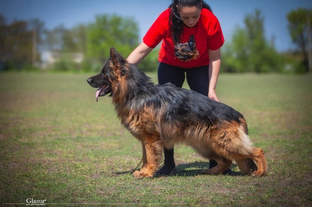 Відкрито попереднє бронювання цуценят