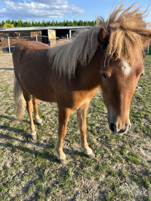 Kuc szetlandzki klacz