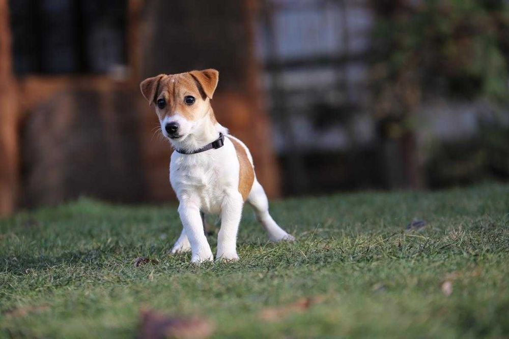 Jack Russel Terrier szczeniak
