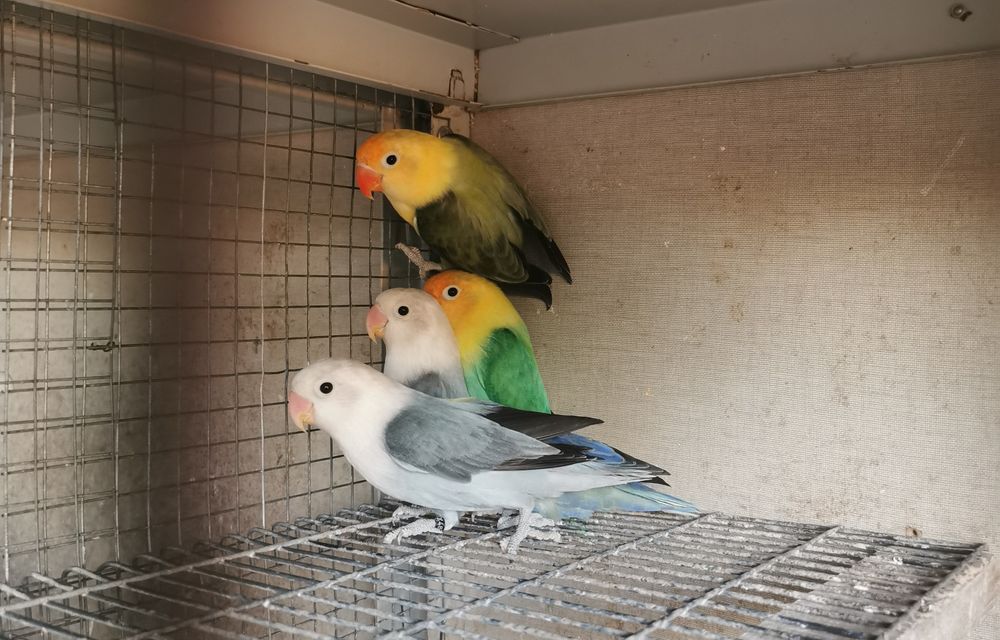 Agapornis Fischeri