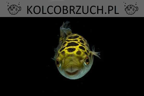 Kolcobrzuch zielony - Tetraodon nigroviridis - Nadymka - dowóz wysyłka