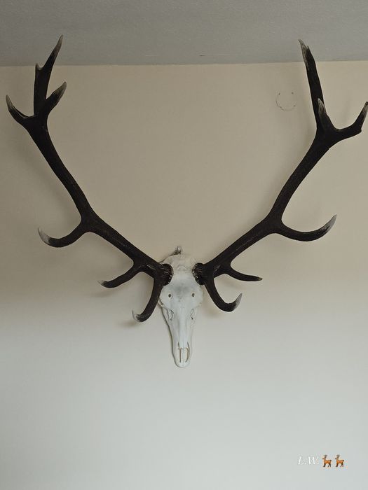 Wieniec zrzut zrzuty jelenia 9,30 kg